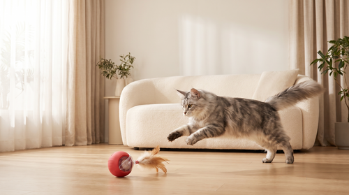 Maine Coon pouncing on the Smart Chase Ball